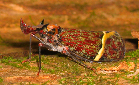 The dragon-headed bug, Phrictus quinquipartitus, from Costa Rica